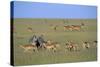 Herd of Impalas and Plains Zebras-Paul Souders-Stretched Canvas