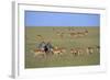 Herd of Impalas and Plains Zebras-Paul Souders-Framed Photographic Print