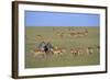 Herd of Impalas and Plains Zebras-Paul Souders-Framed Photographic Print