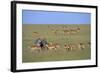 Herd of Impalas and Plains Zebras-Paul Souders-Framed Photographic Print