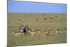 Herd of Impalas and Plains Zebras-Paul Souders-Mounted Photographic Print