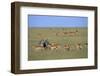 Herd of Impalas and Plains Zebras-Paul Souders-Framed Photographic Print