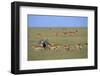 Herd of Impalas and Plains Zebras-Paul Souders-Framed Photographic Print