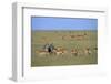 Herd of Impalas and Plains Zebras-Paul Souders-Framed Photographic Print