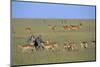 Herd of Impalas and Plains Zebras-Paul Souders-Mounted Photographic Print