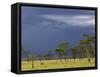 Herd of male Impala, Lake Nakuru, Lake Nakuru National Park, Kenya-Adam Jones-Framed Stretched Canvas