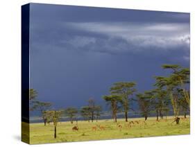 Herd of male Impala, Lake Nakuru, Lake Nakuru National Park, Kenya-Adam Jones-Stretched Canvas