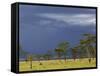 Herd of male Impala, Lake Nakuru, Lake Nakuru National Park, Kenya-Adam Jones-Framed Stretched Canvas