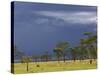 Herd of male Impala, Lake Nakuru, Lake Nakuru National Park, Kenya-Adam Jones-Stretched Canvas