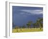 Herd of male Impala, Lake Nakuru, Lake Nakuru National Park, Kenya-Adam Jones-Framed Photographic Print