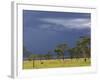 Herd of male Impala, Lake Nakuru, Lake Nakuru National Park, Kenya-Adam Jones-Framed Photographic Print