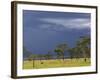 Herd of male Impala, Lake Nakuru, Lake Nakuru National Park, Kenya-Adam Jones-Framed Photographic Print