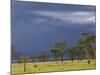 Herd of male Impala, Lake Nakuru, Lake Nakuru National Park, Kenya-Adam Jones-Mounted Photographic Print