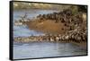 Herd of migrating wildebeest (Connochaetes taurinus) crossing Mara River, Masai Mara Game Reserve, -null-Framed Stretched Canvas