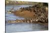 Herd of migrating wildebeest (Connochaetes taurinus) crossing Mara River, Masai Mara Game Reserve, -null-Stretched Canvas