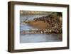 Herd of migrating wildebeest (Connochaetes taurinus) crossing Mara River, Masai Mara Game Reserve, -null-Framed Photographic Print