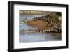 Herd of migrating wildebeest (Connochaetes taurinus) crossing Mara River, Masai Mara Game Reserve, -null-Framed Photographic Print