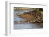 Herd of migrating wildebeest (Connochaetes taurinus) crossing Mara River, Masai Mara Game Reserve, -null-Framed Photographic Print