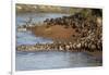 Herd of migrating wildebeest (Connochaetes taurinus) crossing Mara River, Masai Mara Game Reserve, -null-Framed Photographic Print