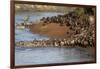 Herd of migrating wildebeest (Connochaetes taurinus) crossing Mara River, Masai Mara Game Reserve, -null-Framed Photographic Print