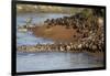 Herd of migrating wildebeest (Connochaetes taurinus) crossing Mara River, Masai Mara Game Reserve, -null-Framed Photographic Print