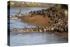 Herd of migrating wildebeest (Connochaetes taurinus) crossing Mara River, Masai Mara Game Reserve, -null-Stretched Canvas