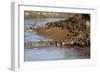 Herd of migrating wildebeest (Connochaetes taurinus) crossing Mara River, Masai Mara Game Reserve, -null-Framed Photographic Print