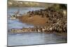 Herd of migrating wildebeest (Connochaetes taurinus) crossing Mara River, Masai Mara Game Reserve, -null-Mounted Photographic Print