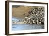 Herd of migrating wildebeest (Connochaetes taurinus) crossing Mara River, Masai Mara Game Reserve, -null-Framed Photographic Print