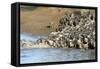 Herd of migrating wildebeest (Connochaetes taurinus) crossing Mara River, Masai Mara Game Reserve, -null-Framed Stretched Canvas