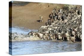 Herd of migrating wildebeest (Connochaetes taurinus) crossing Mara River, Masai Mara Game Reserve, -null-Stretched Canvas