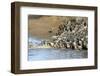 Herd of migrating wildebeest (Connochaetes taurinus) crossing Mara River, Masai Mara Game Reserve, -null-Framed Photographic Print