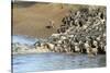 Herd of migrating wildebeest (Connochaetes taurinus) crossing Mara River, Masai Mara Game Reserve, -null-Stretched Canvas