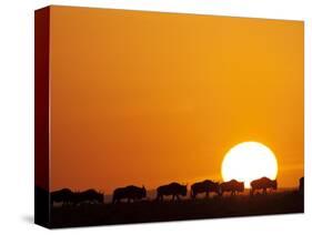 Herd of migrating Wildebeest-Paul Souders-Stretched Canvas
