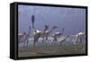 Herd of Mononykus Followed by a Flock of Pteranodons-Stocktrek Images-Framed Stretched Canvas