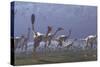 Herd of Mononykus Followed by a Flock of Pteranodons-Stocktrek Images-Stretched Canvas