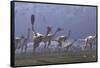 Herd of Mononykus Followed by a Flock of Pteranodons-Stocktrek Images-Framed Stretched Canvas