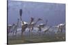 Herd of Mononykus Followed by a Flock of Pteranodons-Stocktrek Images-Stretched Canvas