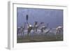 Herd of Mononykus Followed by a Flock of Pteranodons-Stocktrek Images-Framed Art Print