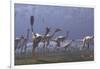 Herd of Mononykus Followed by a Flock of Pteranodons-Stocktrek Images-Framed Art Print