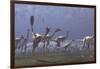 Herd of Mononykus Followed by a Flock of Pteranodons-Stocktrek Images-Framed Art Print