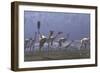 Herd of Mononykus Followed by a Flock of Pteranodons-Stocktrek Images-Framed Premium Giclee Print