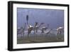 Herd of Mononykus Followed by a Flock of Pteranodons-Stocktrek Images-Framed Premium Giclee Print