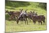 Herd of Mountain Nyalas (Tragelaphus Buxtoni) (Balbok), Bale Mountains, Ethiopia, Africa-Gabrielle and Michael Therin-Weise-Mounted Photographic Print