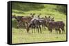 Herd of Mountain Nyalas (Tragelaphus Buxtoni) (Balbok), Bale Mountains, Ethiopia, Africa-Gabrielle and Michael Therin-Weise-Framed Stretched Canvas