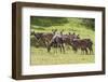 Herd of Mountain Nyalas (Tragelaphus Buxtoni) (Balbok), Bale Mountains, Ethiopia, Africa-Gabrielle and Michael Therin-Weise-Framed Photographic Print