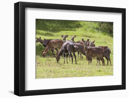 Herd of Mountain Nyalas (Tragelaphus Buxtoni) (Balbok), Bale Mountains, Ethiopia, Africa-Gabrielle and Michael Therin-Weise-Framed Photographic Print