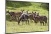 Herd of Mountain Nyalas (Tragelaphus Buxtoni) (Balbok), Bale Mountains, Ethiopia, Africa-Gabrielle and Michael Therin-Weise-Mounted Photographic Print