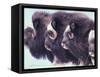 Herd of Muskoxen, Nunivak Island, Alaska, USA-Art Wolfe-Framed Stretched Canvas