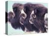 Herd of Muskoxen, Nunivak Island, Alaska, USA-Art Wolfe-Stretched Canvas